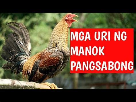 tari sabong manok|Iba’t ibang uri ng manok na panabong .